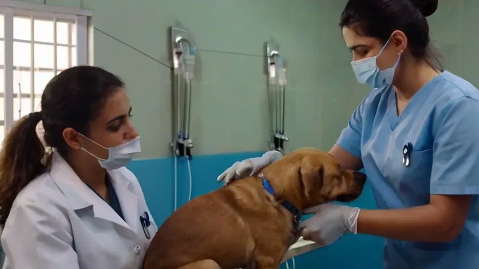 Equipe veterinária atendendo cão internado com soro